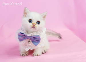 британские котята